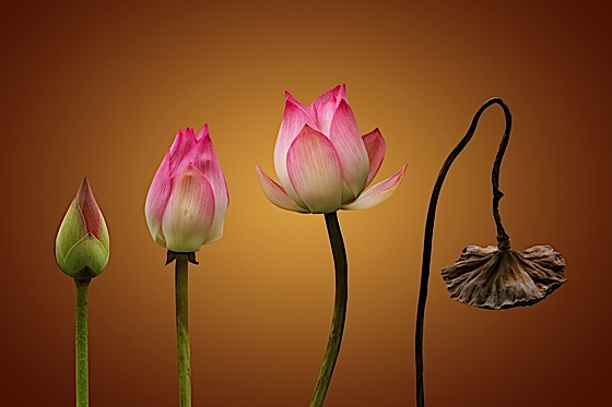 Lotus flower in four successive stages from bud to dead flower.